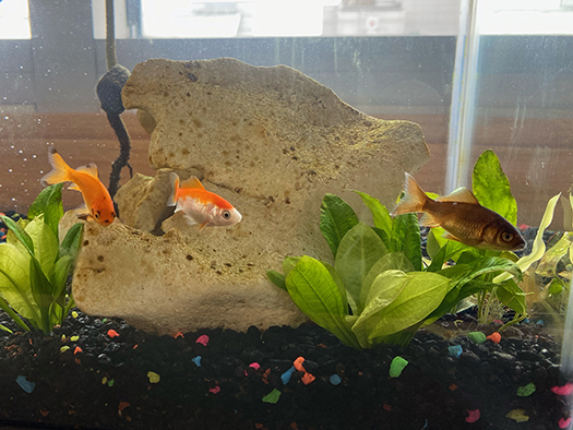 Fish La Mer, Ostwald and Sujimoto